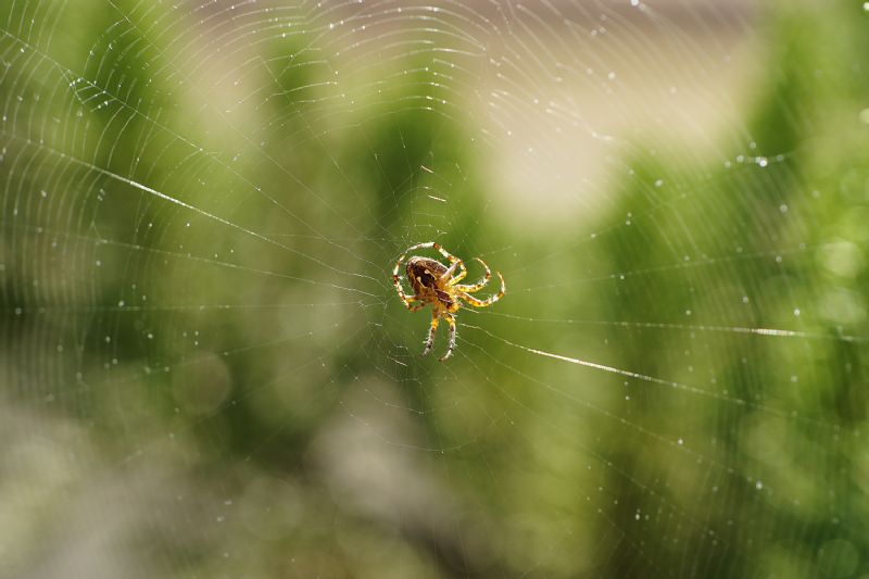 Araneus diadematus